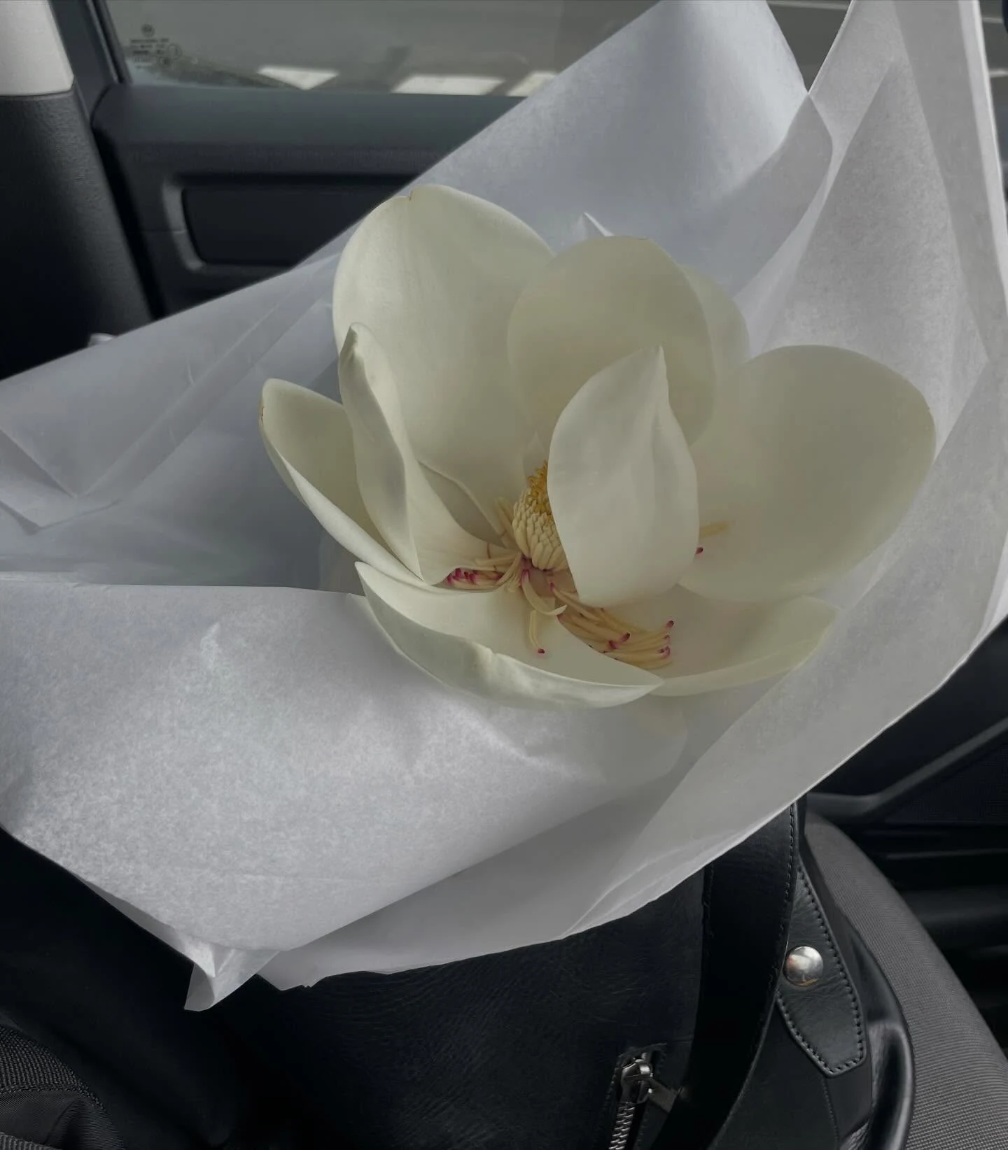 Magnolia flower wrapped in white paper in a car